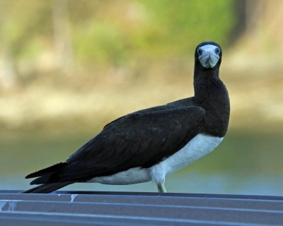 Brown Booby 