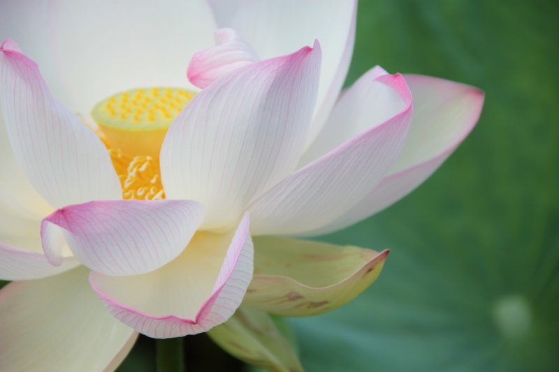 Lotus Flower, Botanic Gardens, Sydney