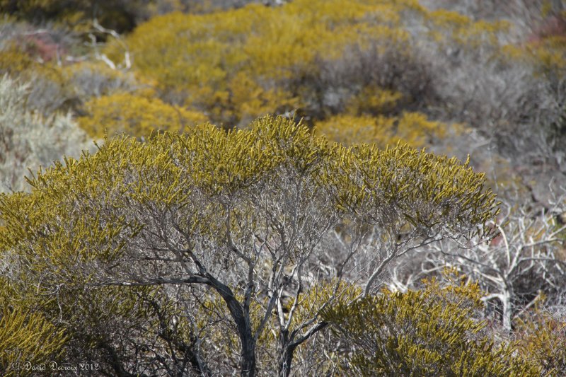 Kalbarri