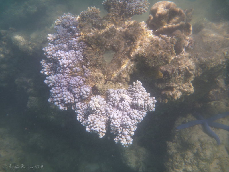 Ningaloo Reef