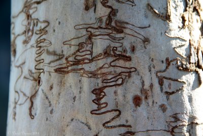 Bark II
