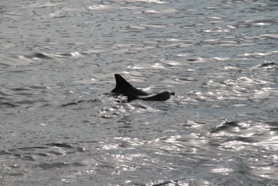 Dolphin Mother and Son