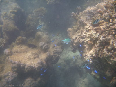 Ningaloo Reef