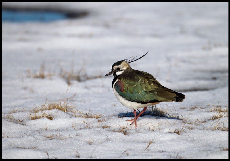 Newly arrived Lapwing in snow