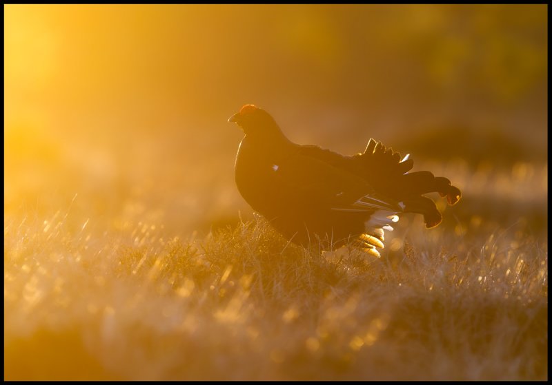 Extreme backlight in The Grouse lekking place