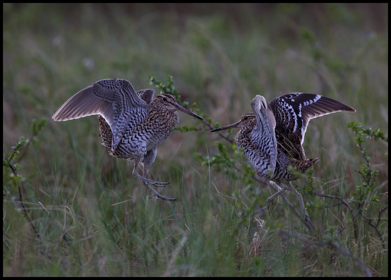 Two Great Snipes (Dubbelbeckasin - Gallinago media) fighting