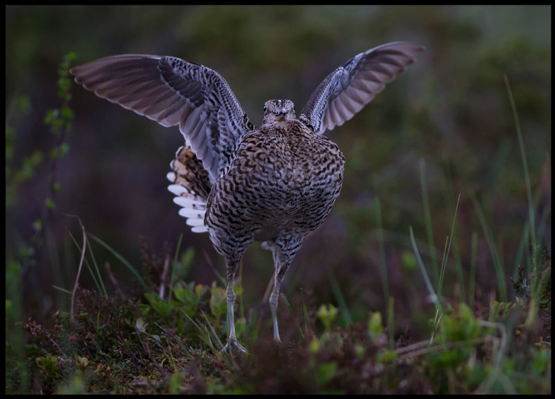 Great Snipe flashing wings