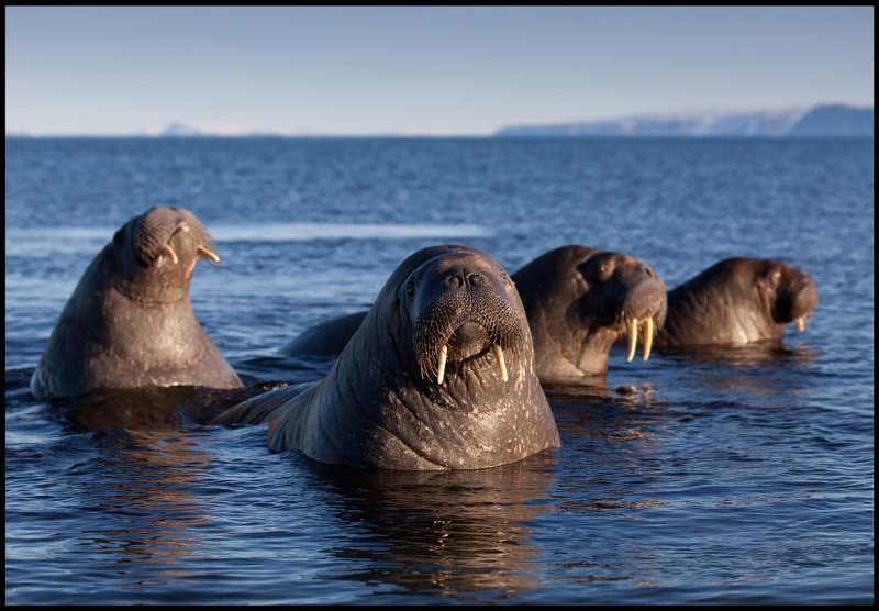 Walruses at Svalbard