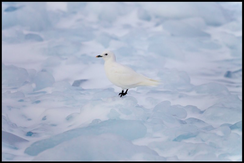 Adult Ivory Gull (Isms - Pagophila eburnea) Svalbard 82 degr N / 20 deg E