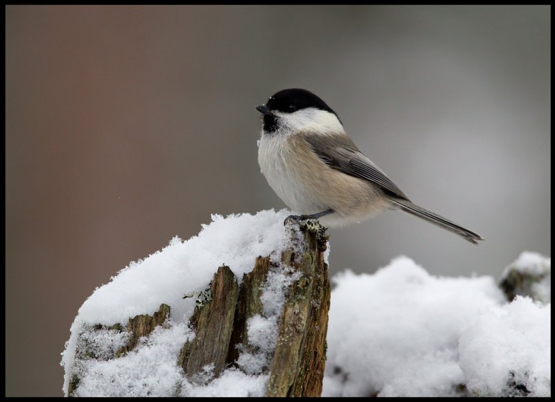 Willow Tit (Talltita - Parus montanus) - Krestad