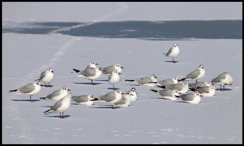 Black-headed Gulls (Skrattmsar) - Holland