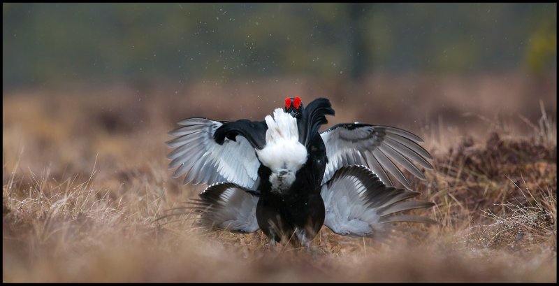 A rainy fight (First photo with my new Canon Eos-5D MkIII)