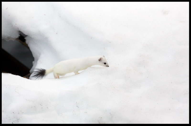 Stoat (Hermelin) still in winterfur