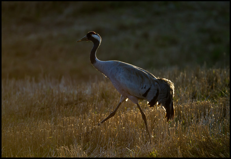 Late evening Crane (Trana)  near Hammerdal