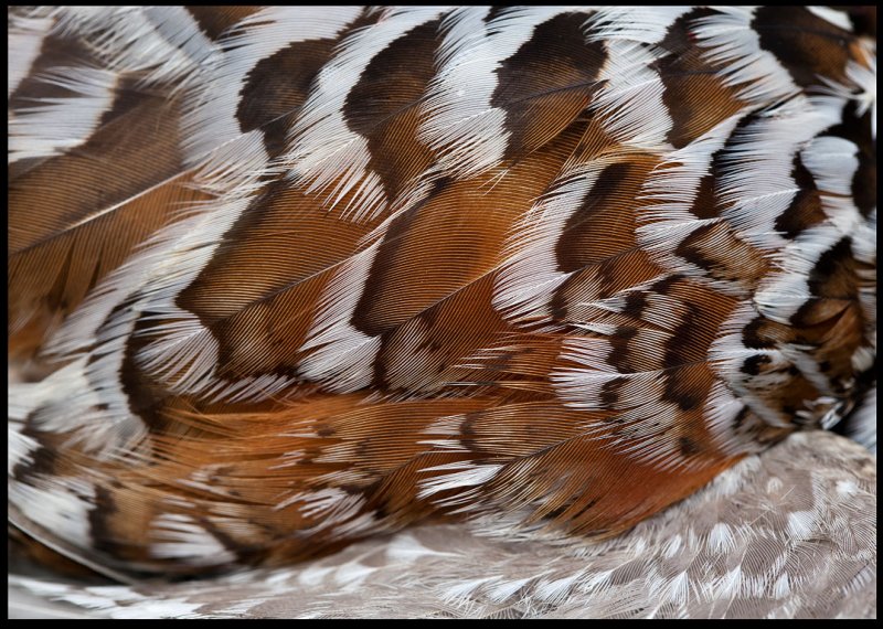 The most beautiful feathers of a Hazel Grouse (Jrpe)