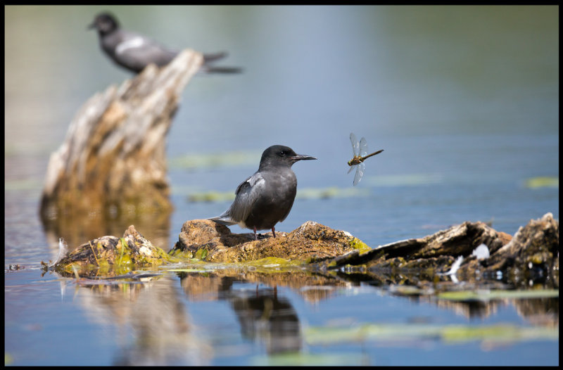 Black Tern (Svarttrna) and dragonfly - Kristianstad Vattenrike