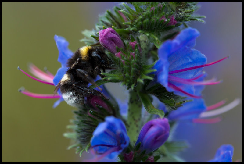 Bumblebee on Viper`s Bugloss (Humla p bleld)