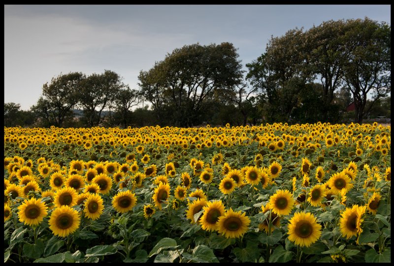 Common Sunflowers at Ventlinge - land
