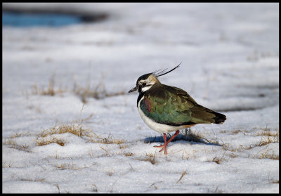 Newly arrived Lapwing in snow