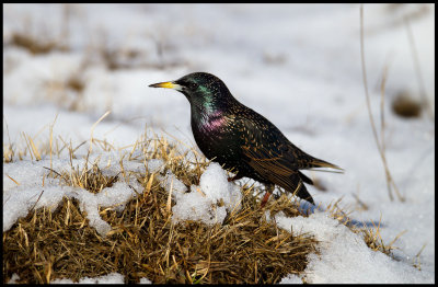 Starling in snow near Ottenby Kungsgrd