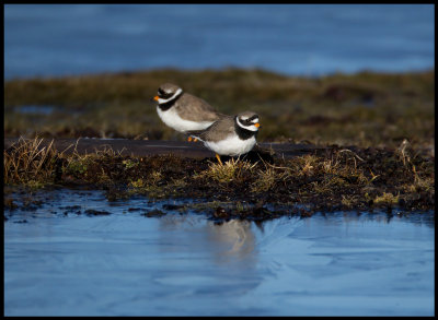 Ringed Plovers at a pond with blue ice