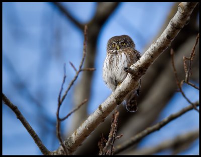 Pygmy Owl (Sparvuggla - Glaucidium passerinum) singing in daytime - Kosta