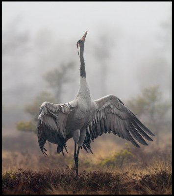 A male Crane making his display on the breeding bog