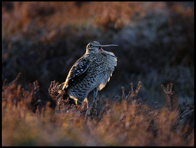 Great Snipe in late evening light