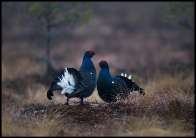Gathering early in the morning on the lekking place in the middle of the bog