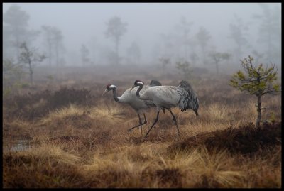 Together again at the big breeding bog near Lessebo - a pair of Cranes