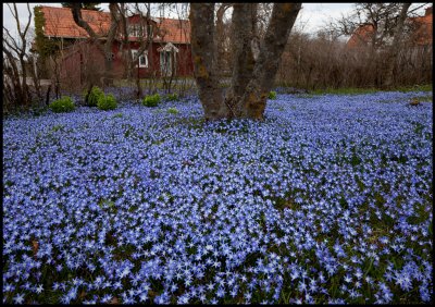 Early spring - Scilla garden in lands Skogsby