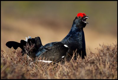 A male Black Grouse in perfect spring plumage
