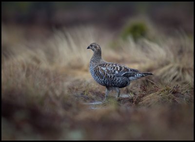 A female Black Grouse entering the lekking place (makes the males go mad!)