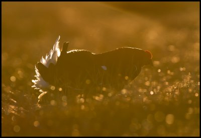 The first rays of morning light reaches a Black Grouse
