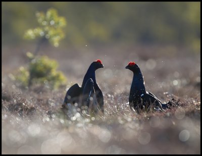 Two males trying to impress the other