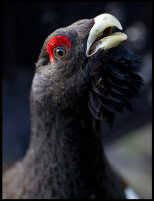 Male Cappercaillie - Smland