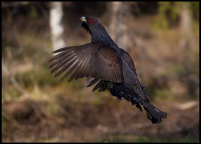 The Cappercaillie male makes a jump during it`s display