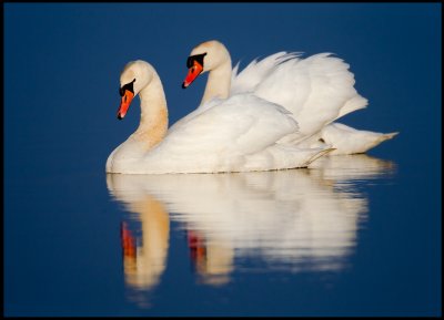 Mute Swans - Lake Hornborga