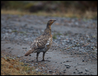 Female Cappercaillie passing a road close to a lekking place in Vstmanland
