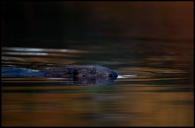 Beaver (Castor castor) - Vstmanland