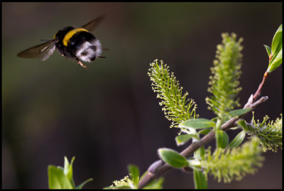 Flying Earth Bumblebee - Vstmanland