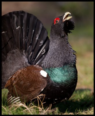 Male Cappercaillie on display