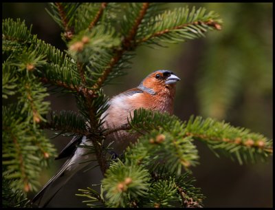 Chaffinch - one of the most common birds in Sweden