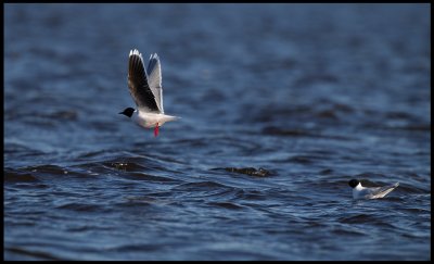 Little Gulls (Larus minutus) in Lake Bergundasjn
