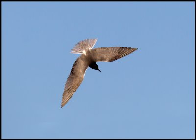 Black Tern (Chlidonias niger) in Lake Bergundasjn