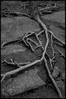 Pine Roots - Norra Kvill national Park