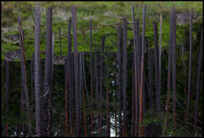 Forrest mirror - The trees seen in the water of St Idglen - Norra kvill NP