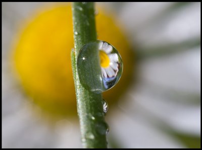 A raindrop and Daisy (Tusenskna - Bellis perennis) in my garden