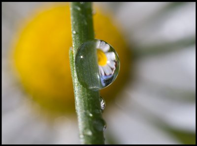 A raindrop and Daisy (Tusensköna - Bellis perennis) in my garden