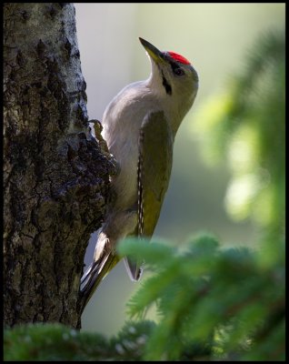 Male Grey-headed Woodpecker (Grspett - Picus canus) - Norway